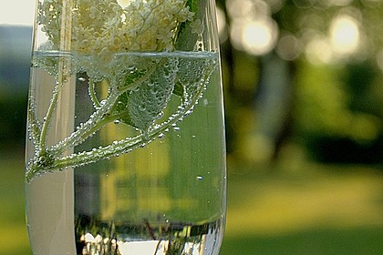 Holundersekt