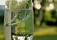 Holundersekt