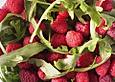 Rucola mit Himbeeren uns Senfdressing