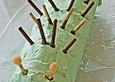 Walnuss - Roulade