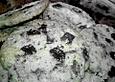 Chocolate - Chip Cookies nach der F&uuml;nf Elemente - K&uuml;che