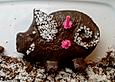 Kuchen in Silikon - Schweinchenform