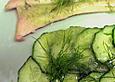 Ger&auml;ucherte Forellenfilets mit Gurke