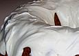 Carrot cake with cheese frosting