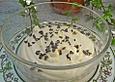 Zitronen - Joghurt - Creme