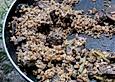 Vollkornbulgur mit Gefl&uuml;gelleber