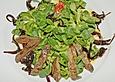 Feldsalat mit Orangen - Senf - Dressing sowie H&uuml;hnerleber mit roten Portweinzwiebeln