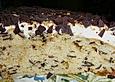 Baileys - Torte mit Haselnuss - Krokant