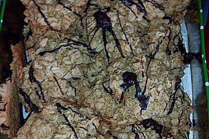 Haferflockenplätzchen 16