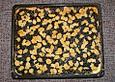 Mohn - Quarkkuchen vom Blech