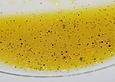 Orangen - Vanille - Vinaigrette
