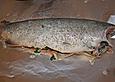 Gef&uuml;llter Wildlachs