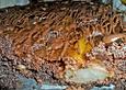 Pear Brownies