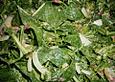 Wildkr&auml;utersalat f&uuml;r die Fr&uuml;hjahrskur