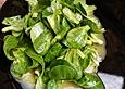 Feldsalat mit Honig - Senf - Dressing und ger&ouml;steten Pinienkernen
