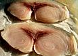 Gegrillte Schwertfisch - Steaks mit Avocado - Salsa