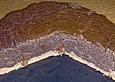 Quark - Mohn - Rotwein - Kuchen