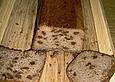 Erdnussbrot