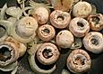 Gef&uuml;llte, eingelegte Champignons