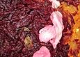 Rote Bete - Auflauf
