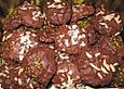 Elisenlebkuchen mit Schokoladenguss