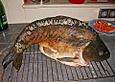 8 kg Karpfen am St&uuml;ck im Backofen gebacken