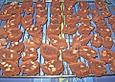 Schokoladencantuccini