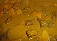 Lammcurry mit Mango