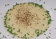 Spargelcremesuppe nach Tante Otti