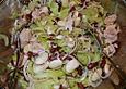 Bohnen-Thunfisch-Salat