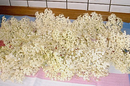 Frittierte Holunderbl&uuml;ten 1