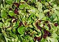 Dressing zu Feldsalat