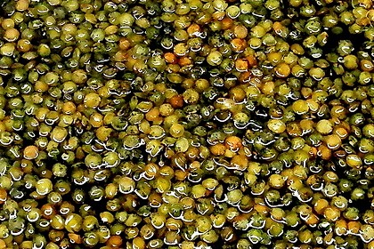 Zander im Speckmantel mit Balsamico-Linsen 5