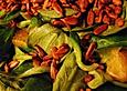 Feldsalat mit Orangen und Sonnenblumenkernen