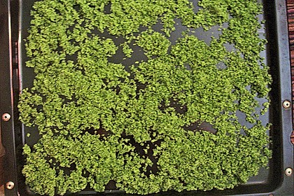 Gr&uuml;ner Pfefferminzzucker 3