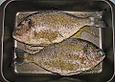 Goldbrasse im Ofen