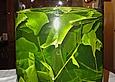 Strega verde
