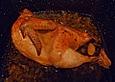Geschmortes Huhn