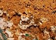 Cookie-Nachtisch