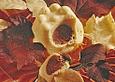 Der Herbst f&auml;rbt
