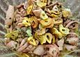 kr&uuml;meltigers Tintenfischsalat  mit Knoblauchchips