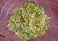 Endiviensalat mit warmem Dressing