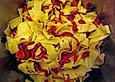 Angelas Paprika-Bandnudeln