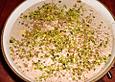 Kheer