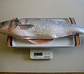 Wolfsbarsch in Wei&szlig;weinsauce an Dicken Bohnen (Bild)