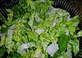 Salatdressing Essig und &Ouml;l