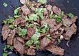 Rindfleisch mit Austernsauce