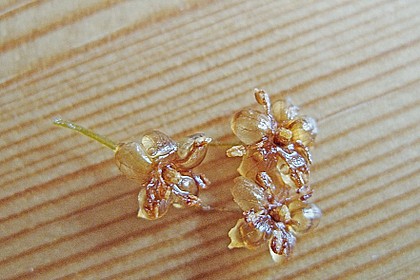 Gebackene Holunderbl&uuml;ten 2
