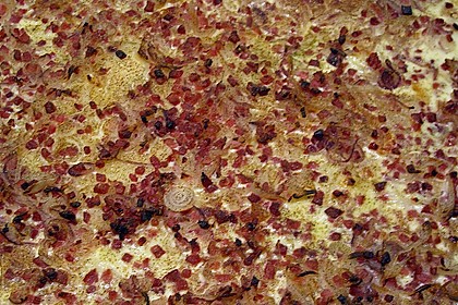 Flammkuchen 7