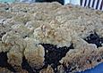 Mohn - Marzipan - Torte